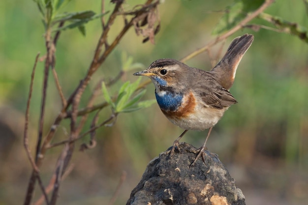 Bluethroat Luscinia svecica Malaga Spain