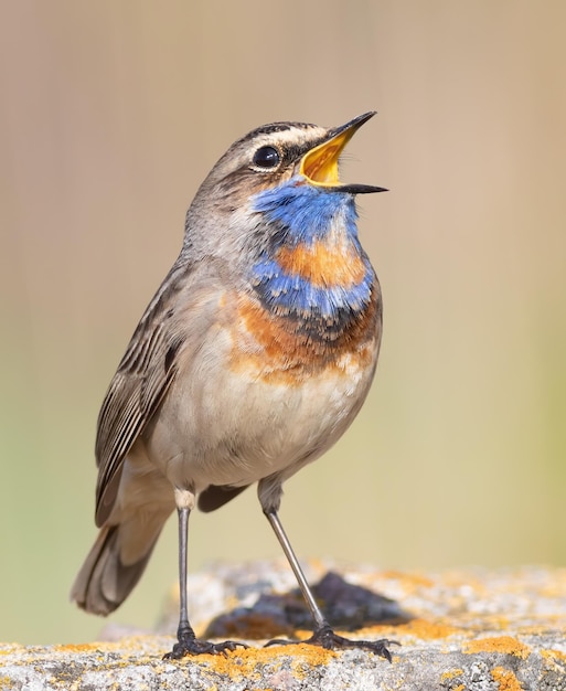 Bluethroat Luscinia svecica The male sings closeup of the bird