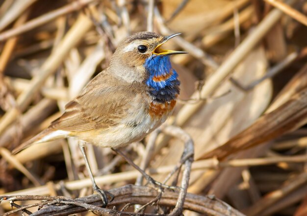 Bluethroat Luscinia svecica The male sings while sitting in a thicket of reeds on the riverbank