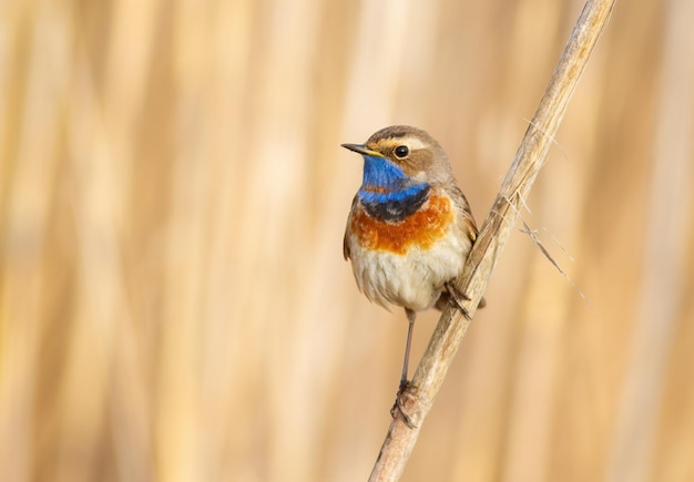 Bluethroat Luscinia svecica The male sits on a reed stalk against a beautiful background