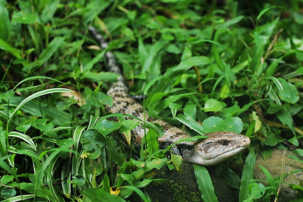 Bluetongued lizards or simply bluetongues or blueys in Australia legged snake in new guinea