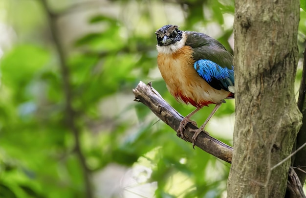 The bluewinged pitta perching on tree branch in the forest Thailand