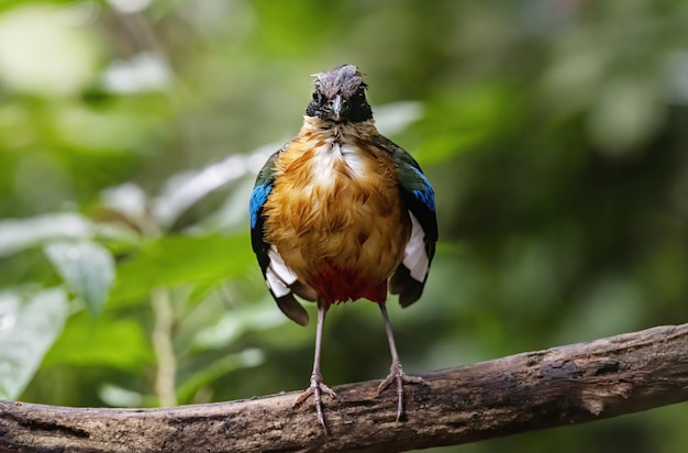 The bluewinged pitta perching on tree branch Thailand