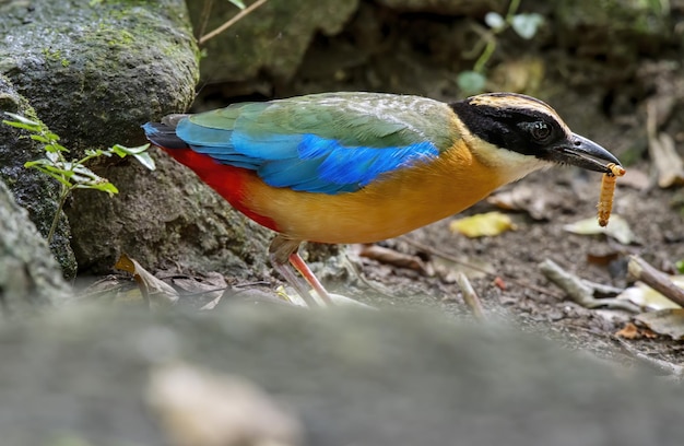 The bluewinged pitta with prey in the forest Thailand