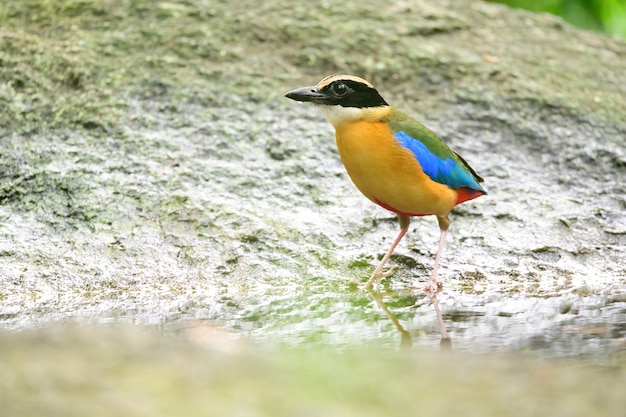 Bluewingedpitta a kind of bird that bird watchers pay attention because of the beautiful colors and its beautiful singing voice