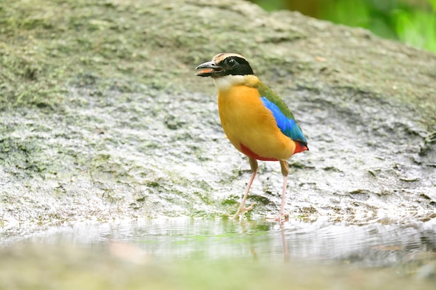 Bluewingedpitta a kind of bird that bird watchers pay attention because of the beautiful colors and its beautiful singing voice