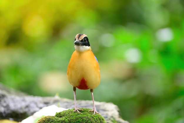 Bluewingedpitta a kind of bird that bird watchers pay attention because of the beautiful colors and its beautiful singing voice