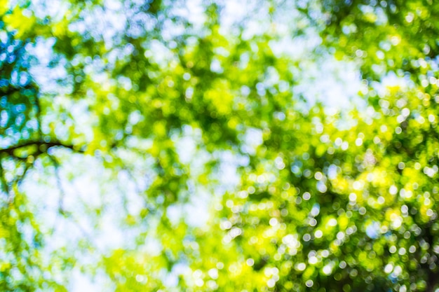 Blur background: Green tree and sky with bokeh light