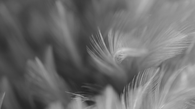 Blur Bird chickens feather texture for background, Fantasy, Abstract, soft color of art design.