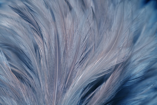 Blur Bird chickens feather texture for background, Fantasy, Abstract, soft color of art design.