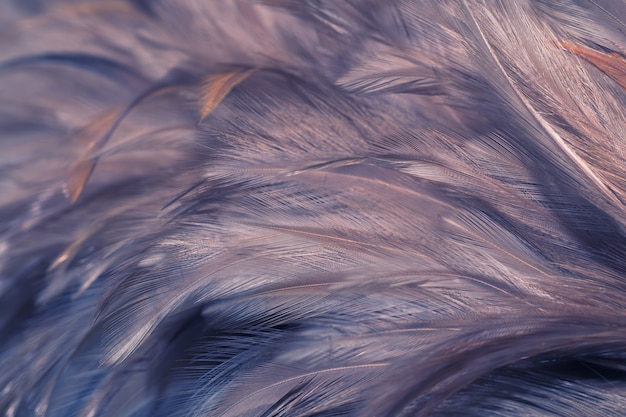 Blur Bird chickens feather texture for background, Fantasy, Abstract, soft color of art design.