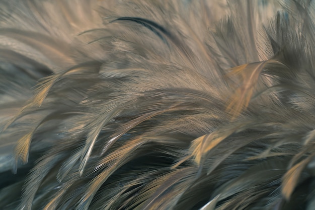 Blur Bird chickens feather texture for background, Fantasy, Abstract, soft color of art design.