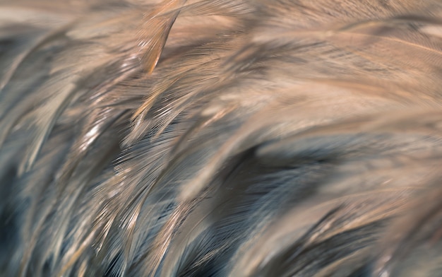 Blur Bird chickens feather texture for background, Fantasy, Abstract, soft color of art design.