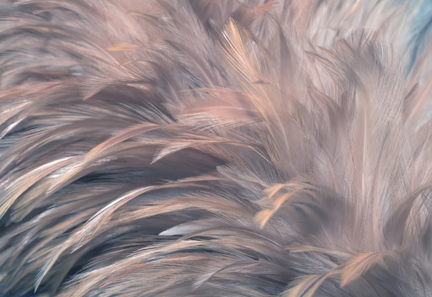 Blur Bird chickens feather texture for background, Fantasy, Abstract, soft color of art design.