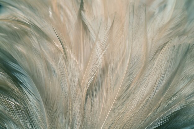 Blur Bird chickens feather texture for background, Fantasy, Abstract, soft color of art design.