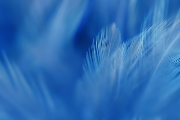 Blur Bird chickens feather texture for background, Fantasy, Abstract, soft color of art design.