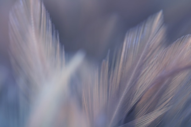 Blur Bird chickens feather texture for background, Fantasy, Abstract, soft color of art design.