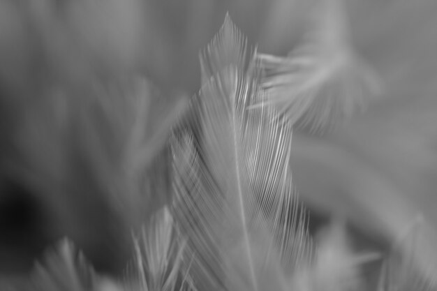 Blur Bird chickens feather texture for background, Fantasy, Abstract, soft color of art design.