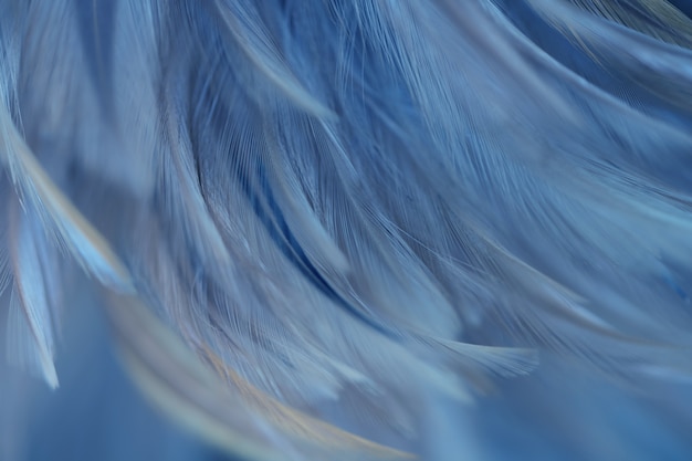 Blur Bird chickens feather texture for background, Fantasy, Abstract, soft color of art design.