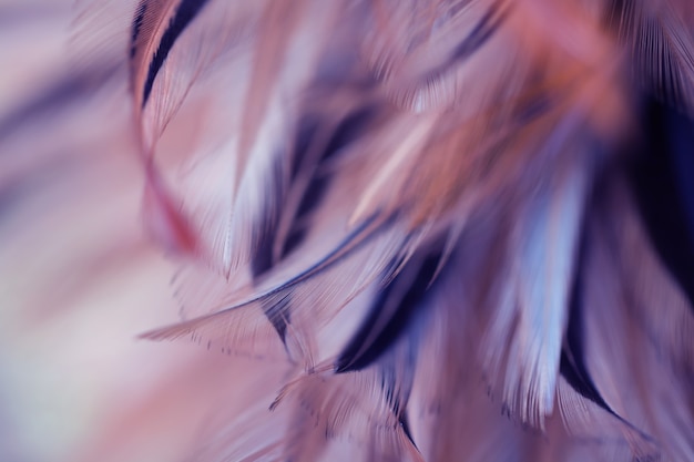 Photo blur bird chickens feather texture for background, fantasy, abstract, soft color of art design.