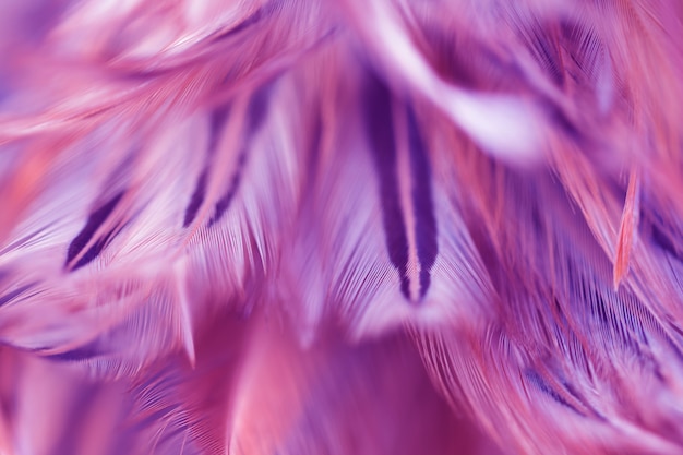 Blur Bird chickens feather texture for background, Fantasy, Abstract, soft color of art design.