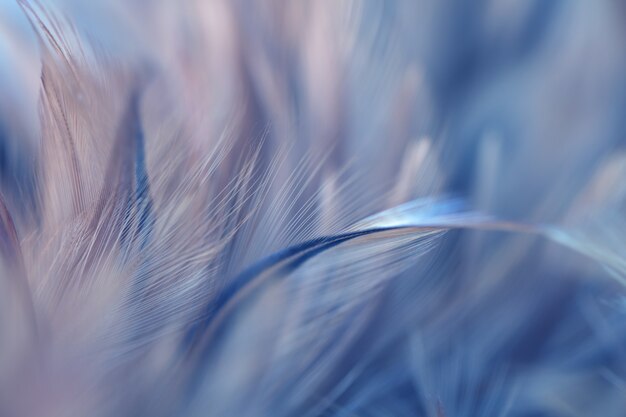 Photo blur bird chickens feather texture for background, fantasy, abstract, soft color of art design.