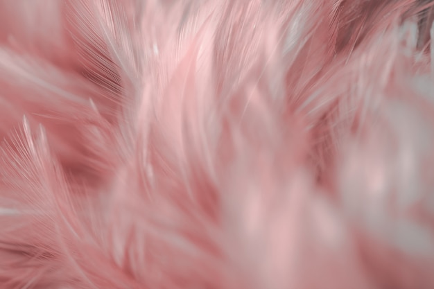 Blur Bird chickens feather texture for background, Fantasy, Abstract