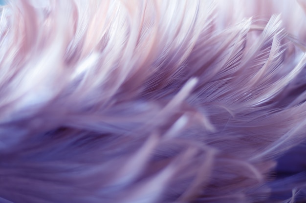 Blur Bird chickens feather texture for background, Fantasy