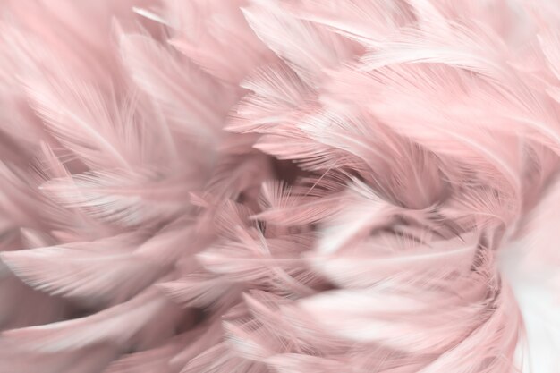 Blur Bird chickens feather texture for background