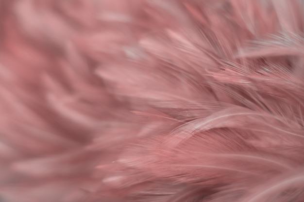 Blur Bird chickens feather texture for background