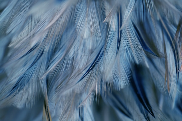 Blur Bird chickens feather texture for background