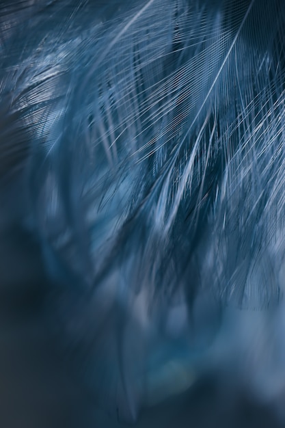 Blur Bird chickens feather texture for background