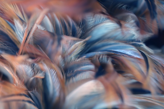 Blur Bird chickens feather texture for background