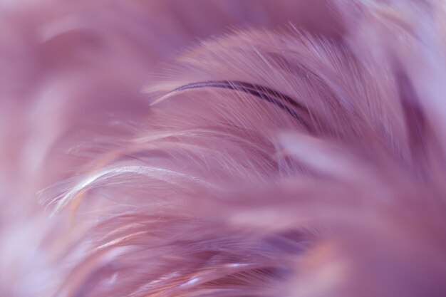 Blur Bird chickens feather texture for background