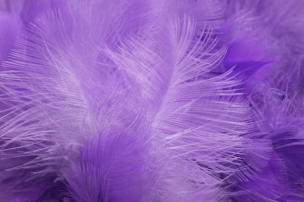 Blur Bird chickens feather texture for background