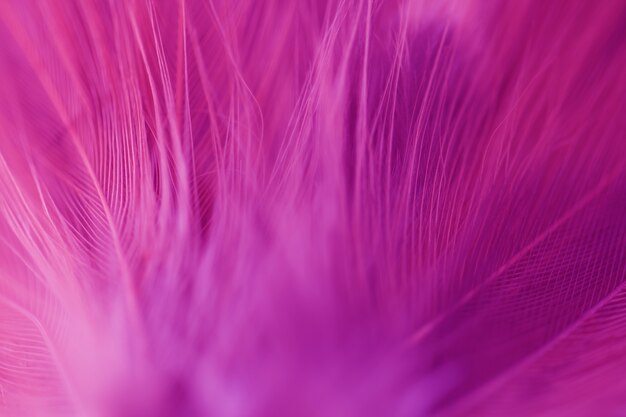 Blur Bird chickens feather texture for background 