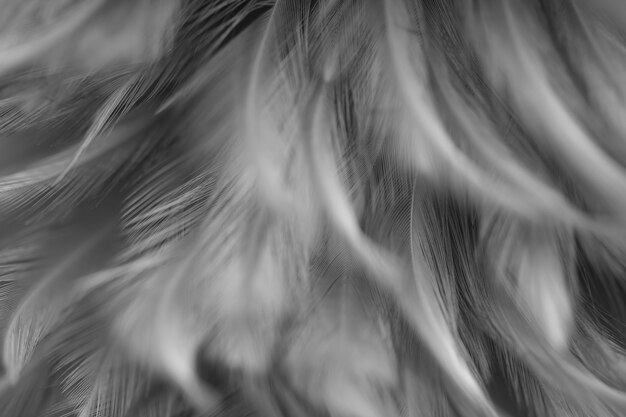 Blur Bird chickens feather texture for background