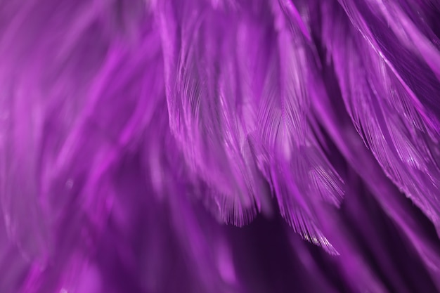 Blur Bird chickens feather texture for background