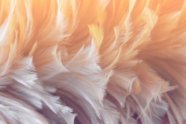 Blur Bird chickens feather texture for background