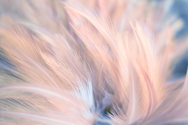 Blur Bird chickens feather texture for background