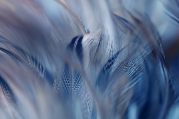 Blur Bird chickens feather texture for background