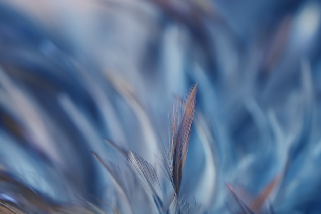 Blur Bird chickens feather texture for background