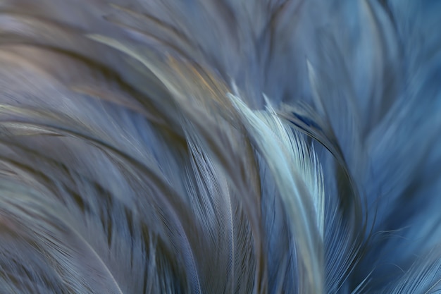 Blur Bird chickens feather texture for background