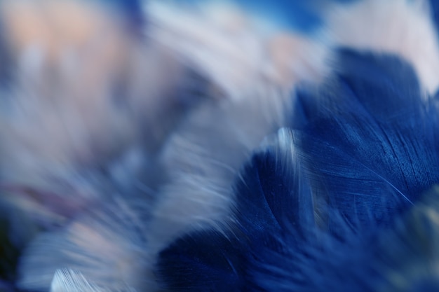 Blur Bird chickens feather texture for background 