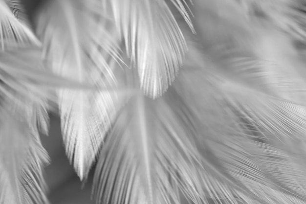 Blur Bird chickens feather texture for background