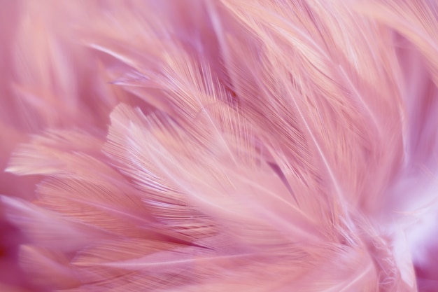 Blur Bird chickens feather texture for background