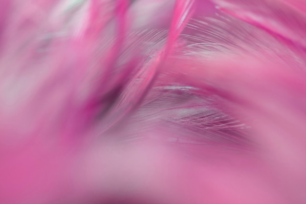 Blur Bird chickens feather texture for background