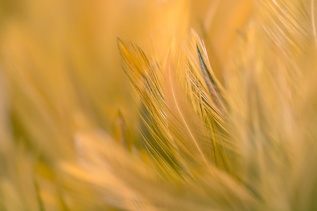 Blur Bird chickens feather texture for background