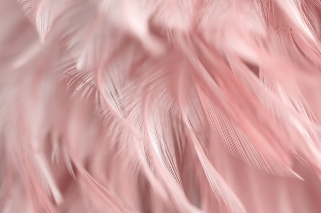 Blur Bird chickens feather texture background