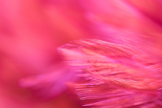 Blur Bird chickens feather texture background. 